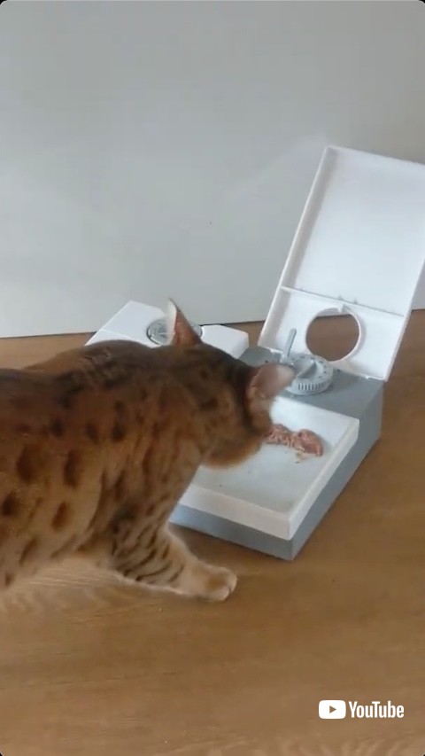 エサ箱を開ける猫