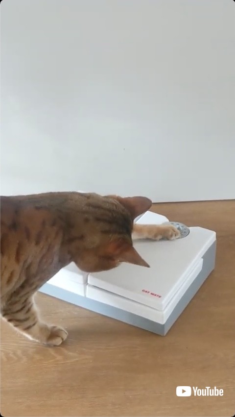 タイマーを0にする猫