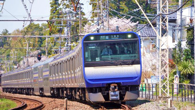 鎌倉の駅弁、伝承 鯵の押寿し　桜
