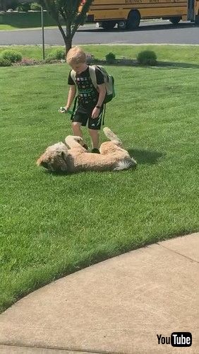 「Dog Greets Boy Getting off School Bus with a Hug || ViralHog」