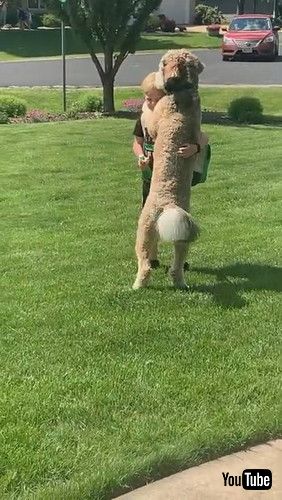 「Dog Greets Boy Getting off School Bus with a Hug || ViralHog」