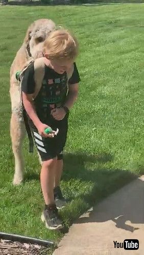 「Dog Greets Boy Getting off School Bus with a Hug || ViralHog」
