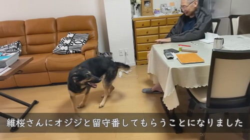 おじちゃんととお留守番する犬