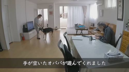 おばあちゃんと遊ぶ犬