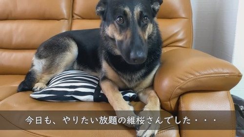 うれしい犬