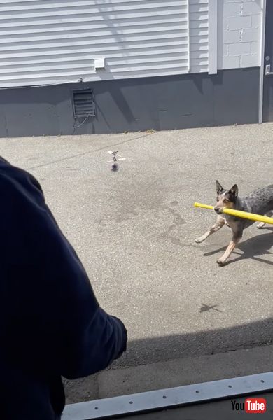 バットをくわえる犬