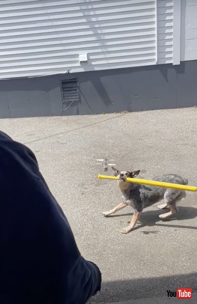 ドローンに狙いを定める犬