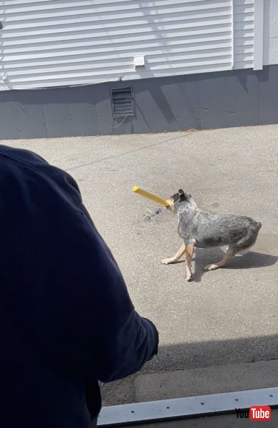 ドローンにフルスイングする犬