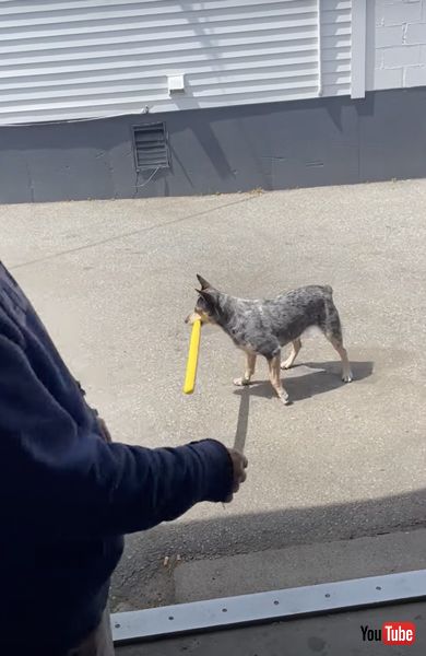 ドローンをうち落とすワンコ