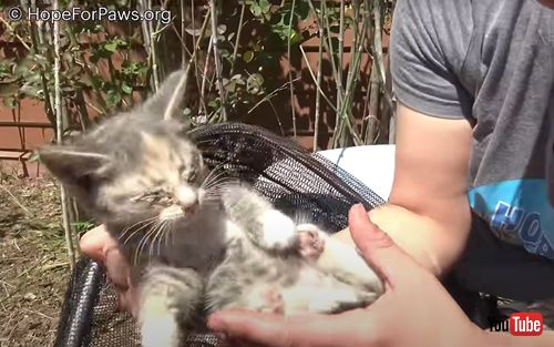 病気の子猫とその母猫を保護