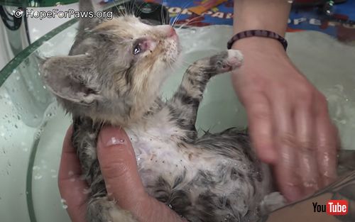 病気の子猫とその母猫を保護