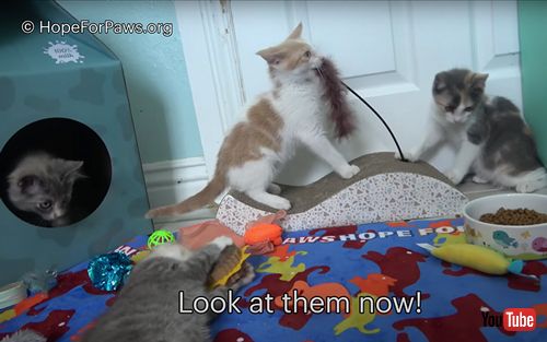 病気の子猫とその母猫を保護