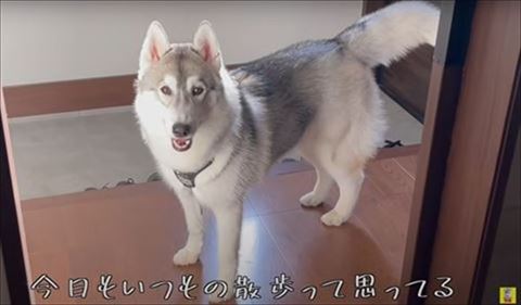 家でこっち見てる