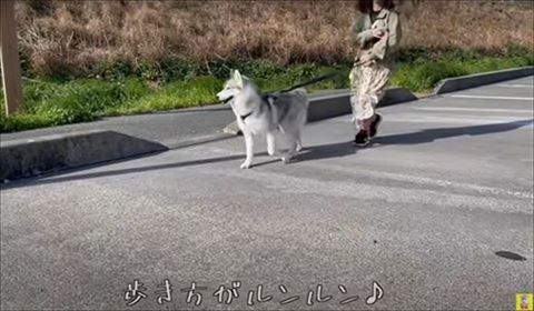 普通の道をお散歩してる