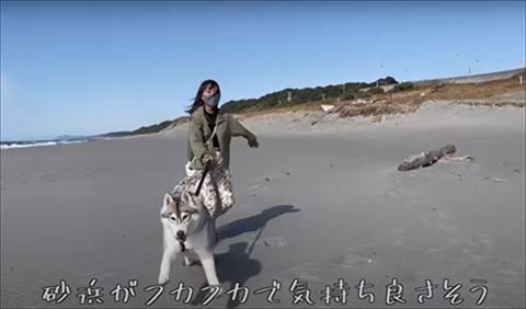 リードを引っ張って進むハスキー