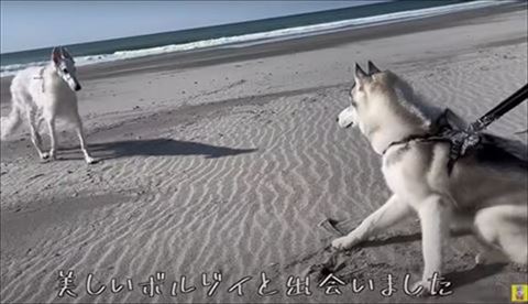 ボルゾイとハスキー