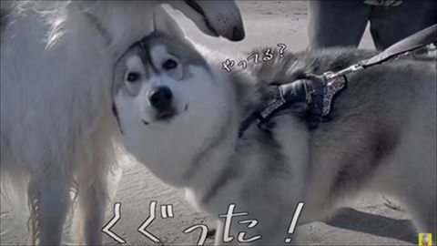 カメラ目線のハスキー