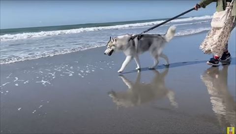 海辺を歩くハスキー