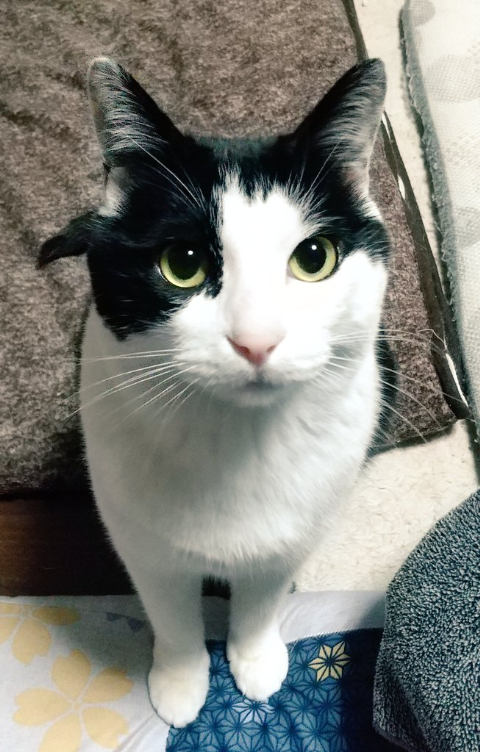 お座りして見つめてる