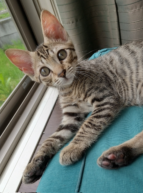 キジトラ子猫カメラ目線