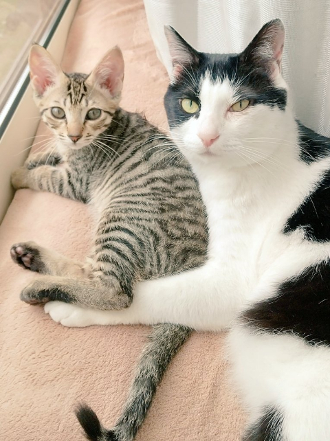 新入り猫と先住猫