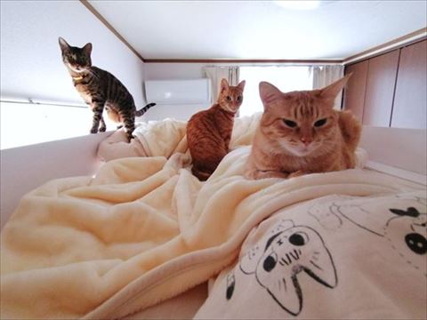 布団の上にいる3匹