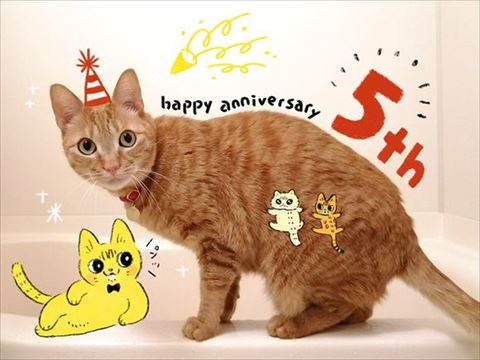 5周年の猫画像