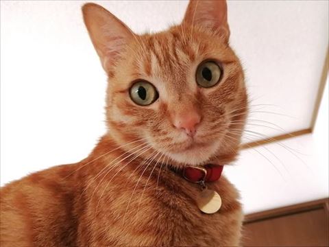 やっちゃんアップ