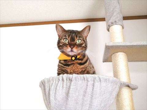 ハンモックにいるベンガルネコ