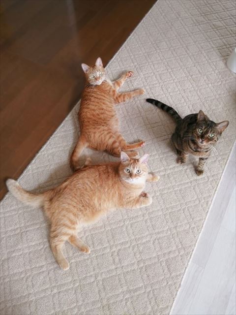 3匹が床から見上げてくる図