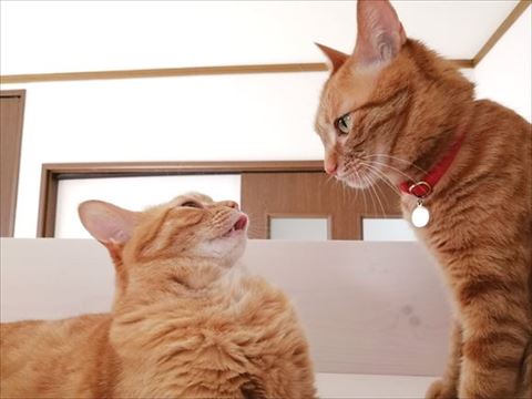 やっちゃんとちーちゃん