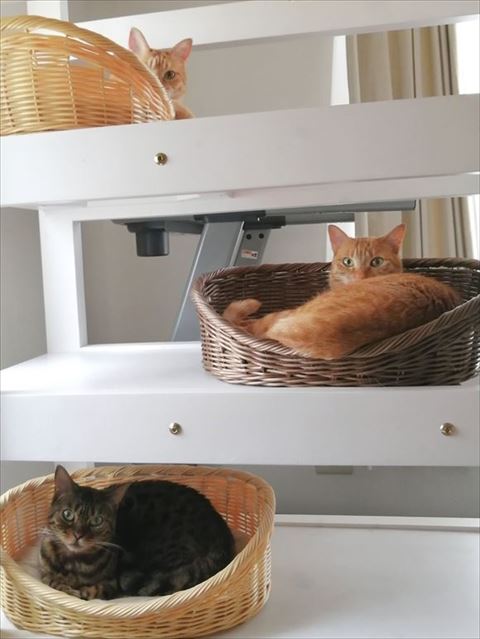 階段のカゴから見てくる3匹