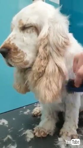 ウトウトする犬
