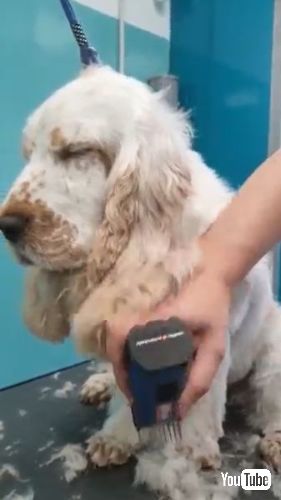 トリミングされる犬
