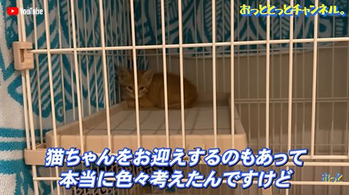 後藤祐樹に保護されるも周囲におびえる野良猫