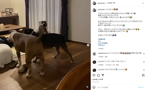 後藤祐樹が飼っているアメリカンピットブル