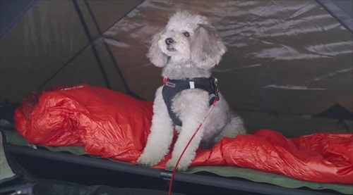 寝床にいる犬