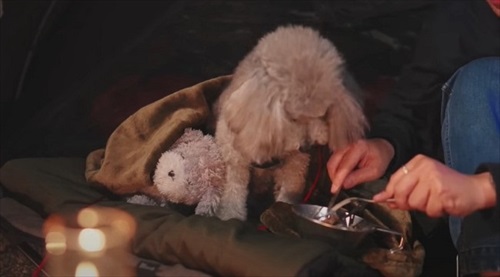 ごはん食べる犬