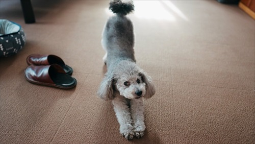 伸びをする犬