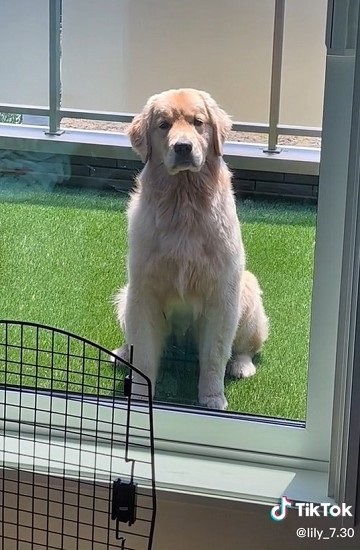 悲しそうなゴールデンのアップ