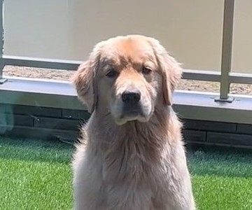 悲しそうなゴールデンのトリミング