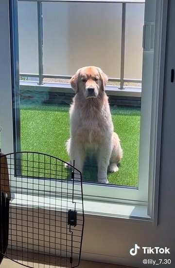 悲しそうなゴールデン