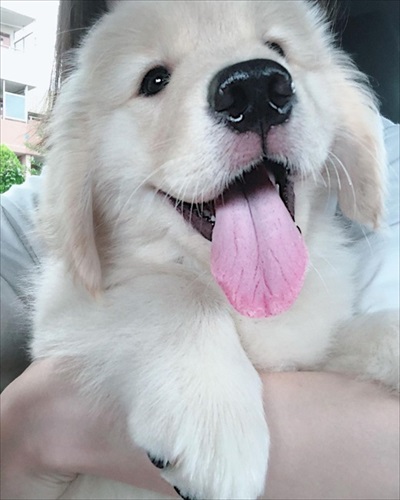 悲しそうなゴールデン