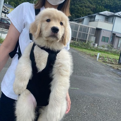 悲しそうなゴールデン