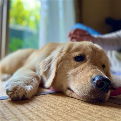 悲しそうなゴールデン