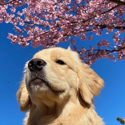 悲しそうなゴールデン