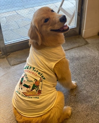 悲しそうなゴールデン