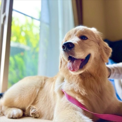 悲しそうなゴールデン