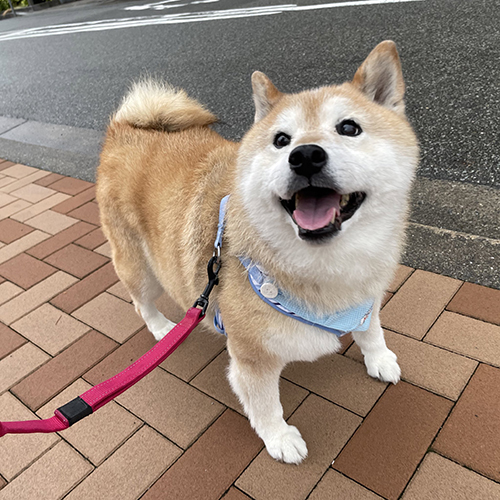 笑顔で見上げる柴犬