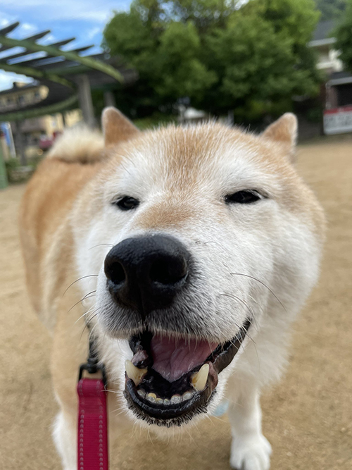 おやつ食べた柴犬のお顔